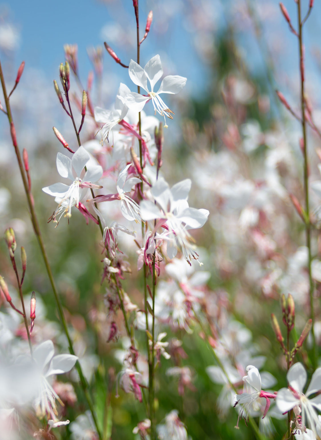 files/Gaura1.jpg
